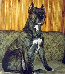 Faxa z jordanu | American Staffordshire Terrier 
