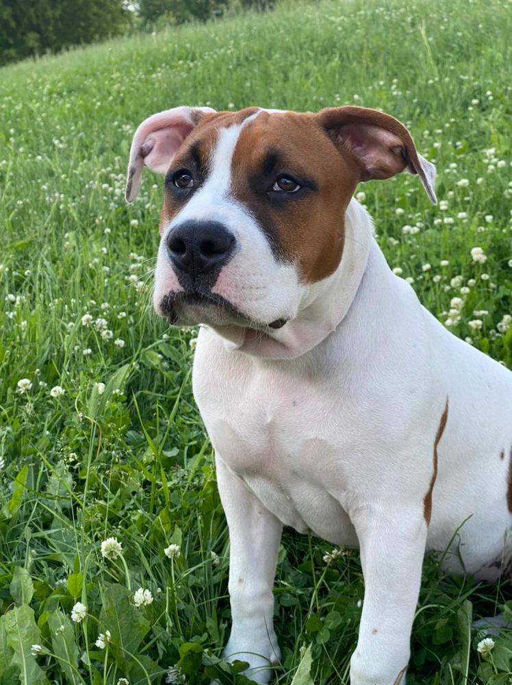 AIROS STORM OF LIGHT | American Staffordshire Terrier 