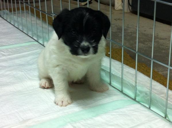 Chopin di Villa Bosi | Jack Russell Terrier 