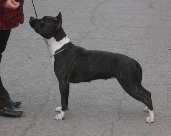 Molli Uta Weisi | American Staffordshire Terrier 