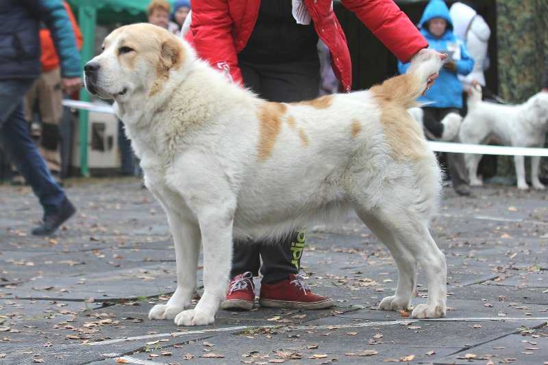 ANCHA IZ KLOVI | Central Asian Shepherd Dog 