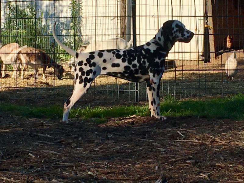 JC’s Catalina of Broadway | Dalmatian 
