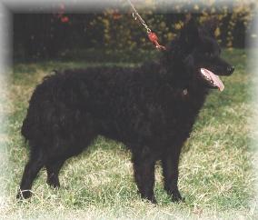 Csodabogár Maszat | Mudi 