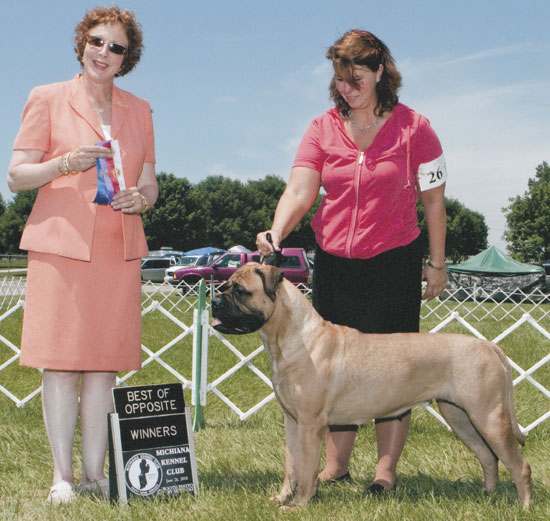 Galadriel of Lothlorien | Bullmastiff 