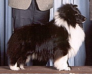 Grandgables Black Street Boy | Shetland Sheepdog 