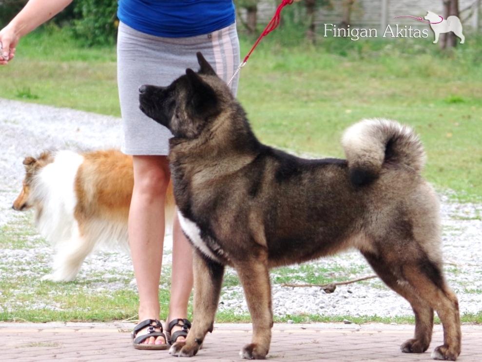 Finigan Hab-Fin Mabi | Akita 