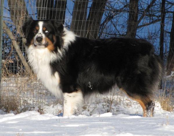 Blue Pines Big Sky Country | Australian Shepherd 