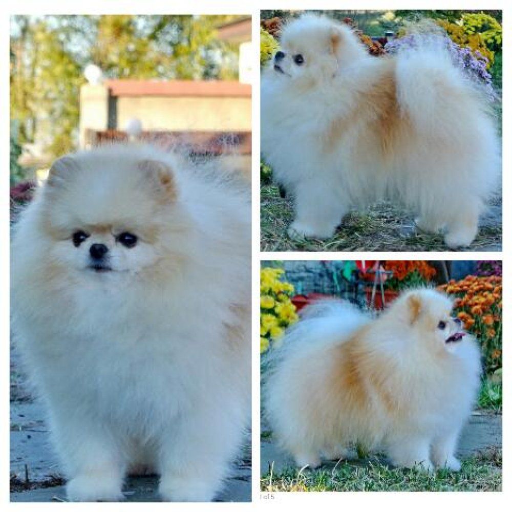 HENNI IZ DONZKOY LIBERII | Pomeranian 