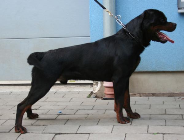 Hero from house Rotvis | Rottweiler 