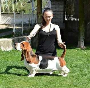 Pan Clan El Dragon | Basset Hound 