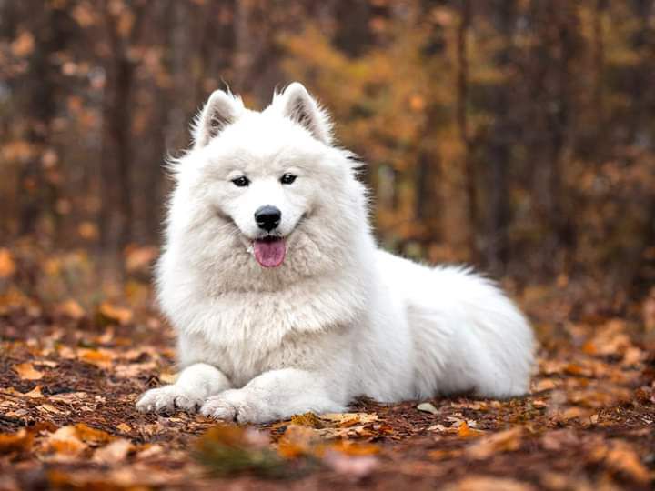 Winter Sky ALICE OF JET | Samoyed 