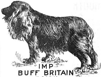 Buff Britain (065371) | American Cocker Spaniel 