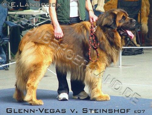 Glenn-Vegas v. Steinshof | Leonberger 