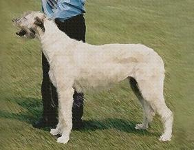 Fiji Celtic Alanda | Irish Wolfhound 