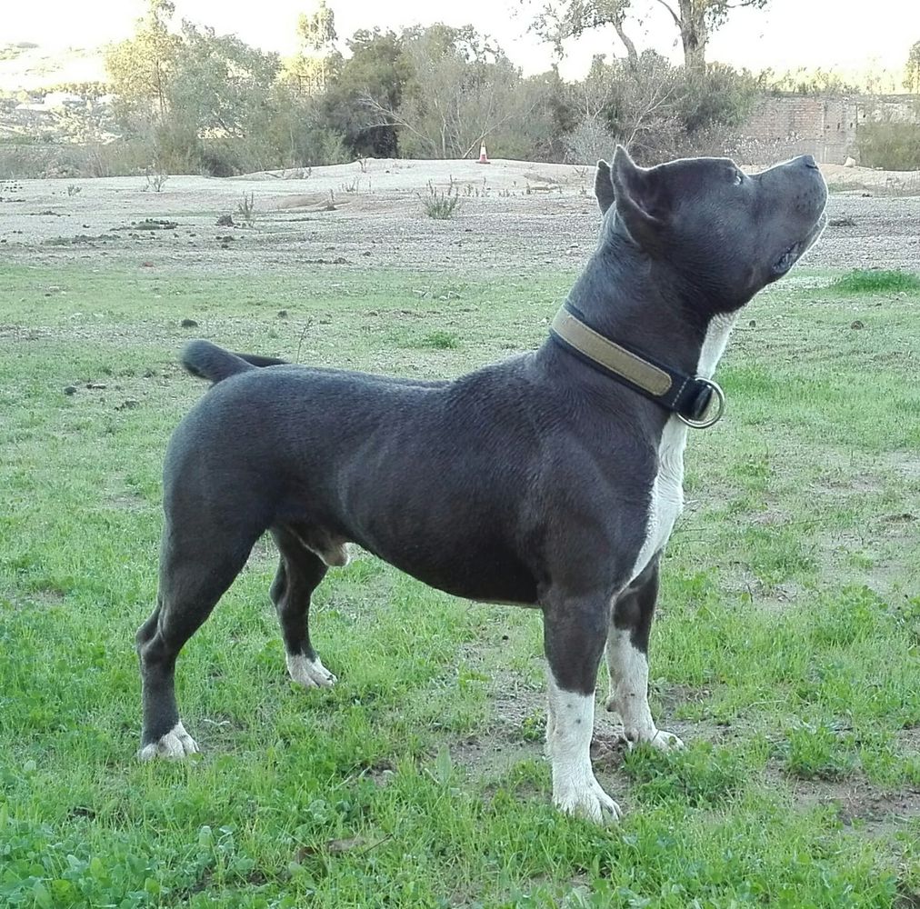 María y rakis chuky | American Staffordshire Terrier 