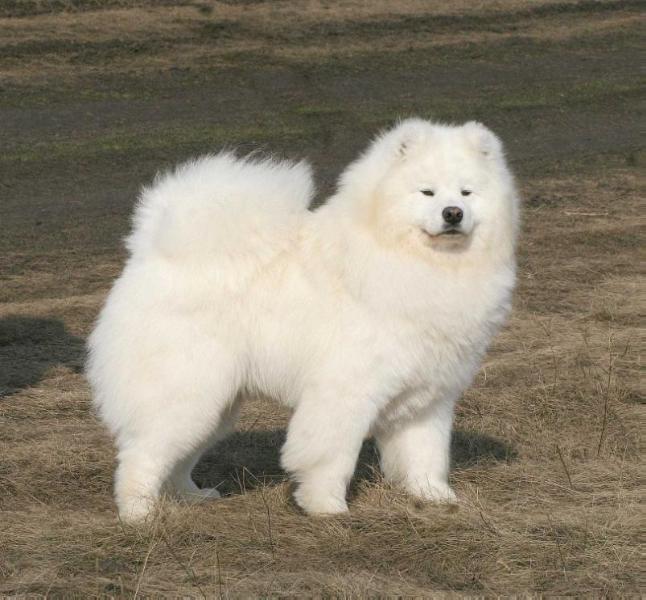 RADOST ZHIZNI Yantar | Samoyed 