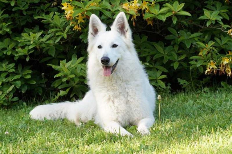 Yasmin Disadonna of Angelotti | White Swiss Shepherd Dog 