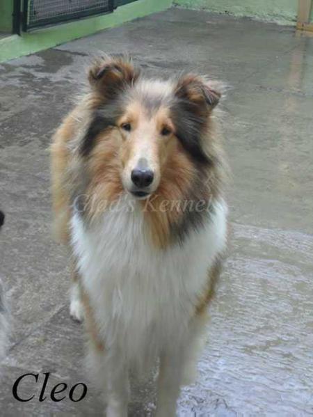 Glads Cleopatra (Peraza) MEX. FCI. | Rough Collie 