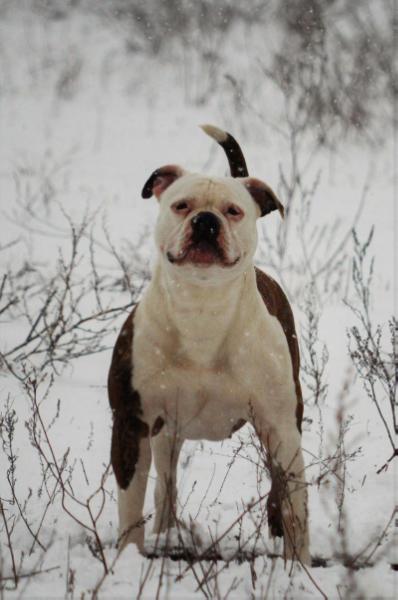 Anabel | American Bulldog 