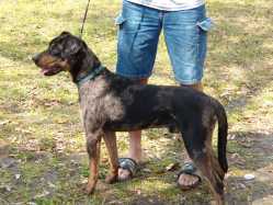 Double Ott's Nuttin' | Catahoula Leopard Dog 