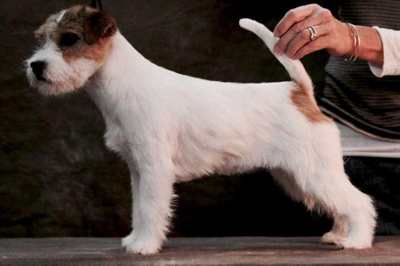 Horadada Cotton Girl | Jack Russell Terrier 