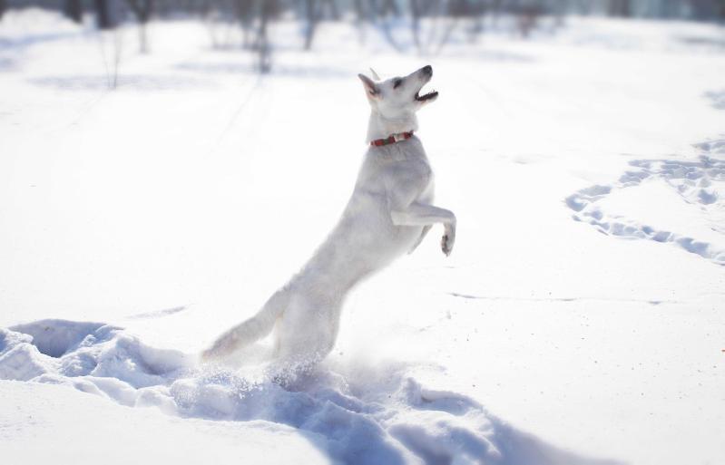 ABSOLUT WHITE GREAT WIN | White Swiss Shepherd Dog 