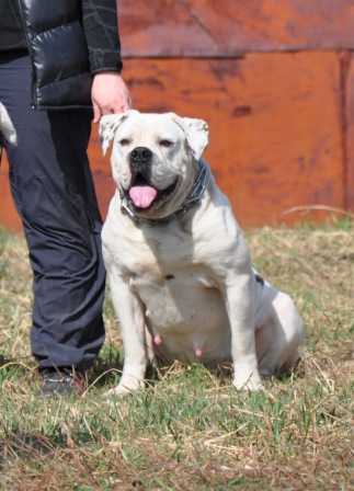 Whitie Angel Bona | American Bulldog 