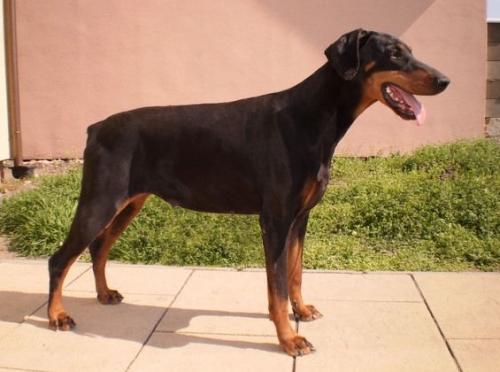 Baxy Baccara Alexuv Dvur | Black Doberman Pinscher