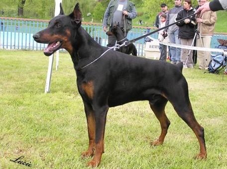 Hassan Hakim z Tomky | Black Doberman Pinscher