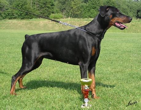 Haike II z Tomky | Black Doberman Pinscher