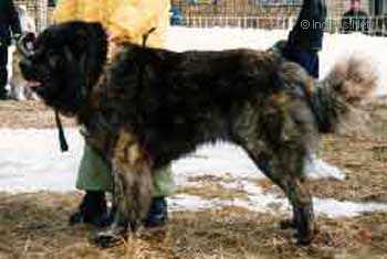 BASURMAN | Caucasian Mountain Dog 