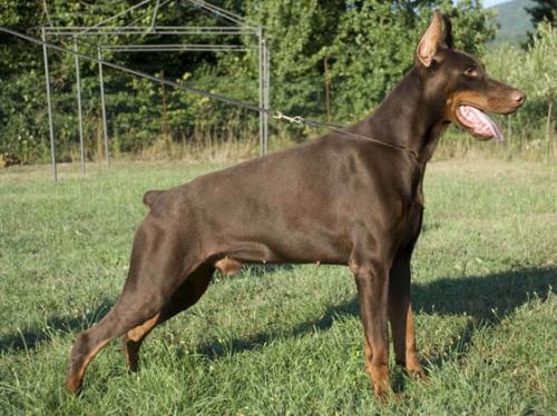 Bayron del Tibur | Brown Doberman Pinscher