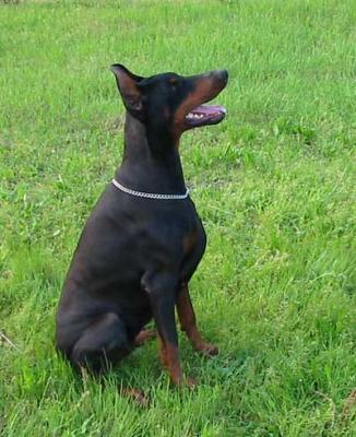 Uzitajuni di Campovalano | Black Doberman Pinscher