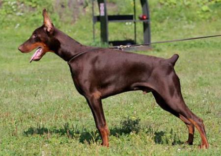 Modus Ost Ortho d'Ox | Brown Doberman Pinscher