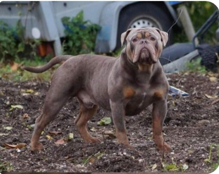 Hohenstein's Big Hero | Olde English Bulldogge 