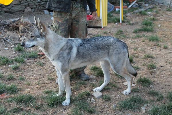 A'Sombra de Lobos de Albadul | Czechoslovakian Wolfdog 