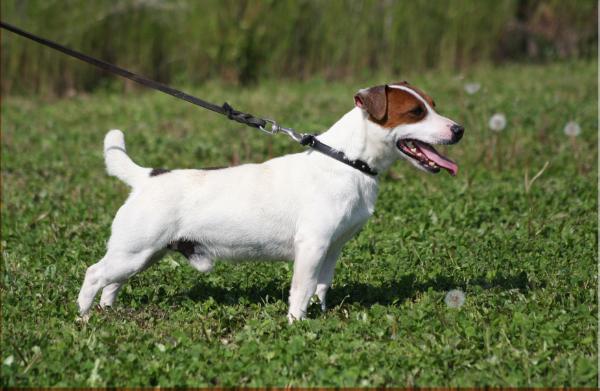 indicatore tabarrinobrooksby | Jack Russell Terrier 