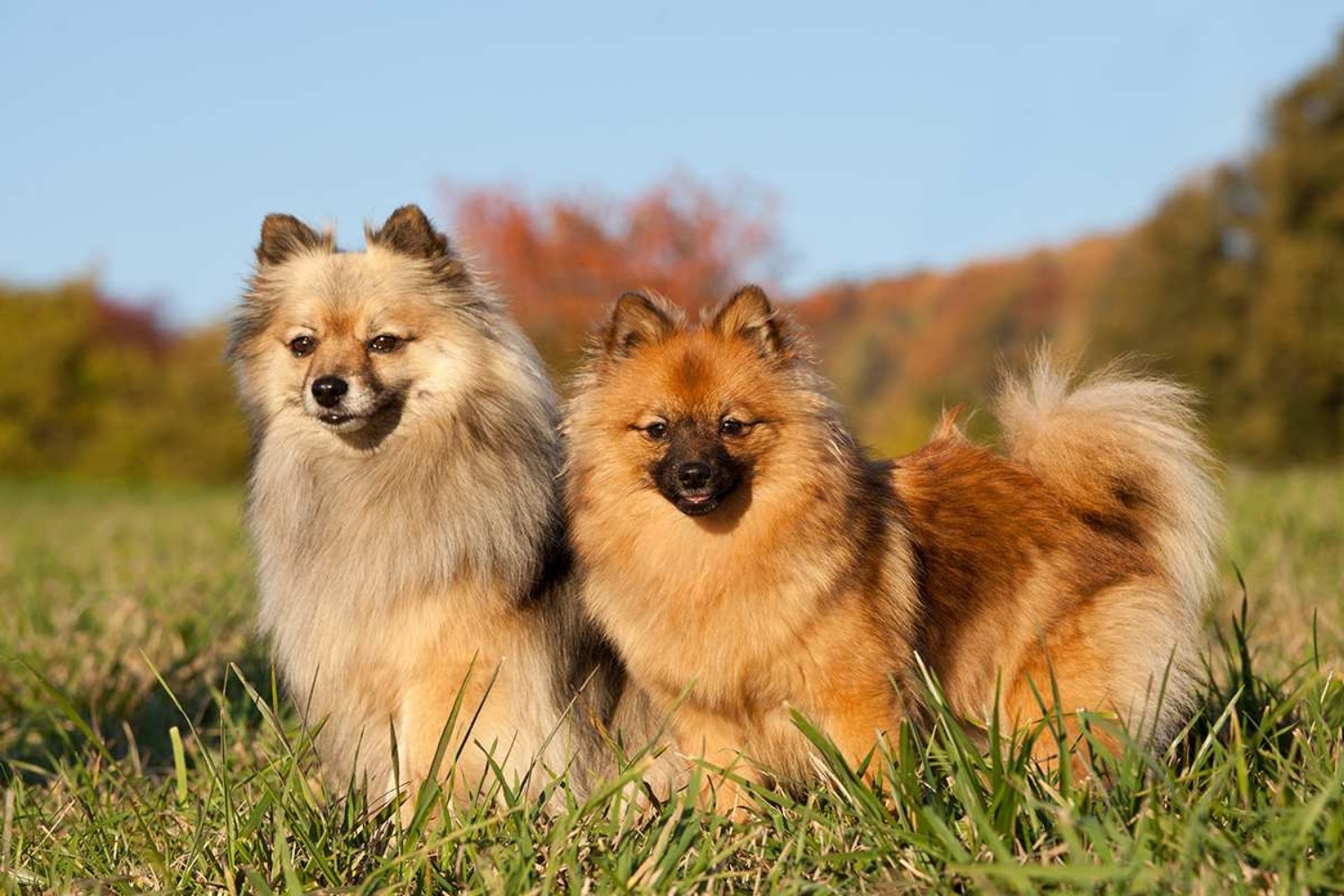 German Spitz