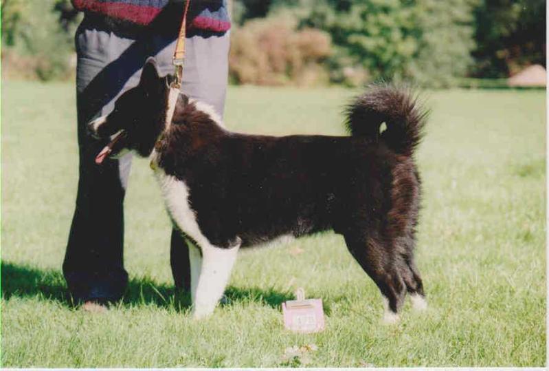 LUDVIK des Roches de Charlemagne | Karelian Bear Dog 