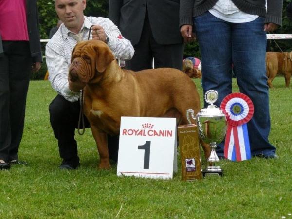 Tyrannus Storm at Emberez | Dogue de Bordeaux 