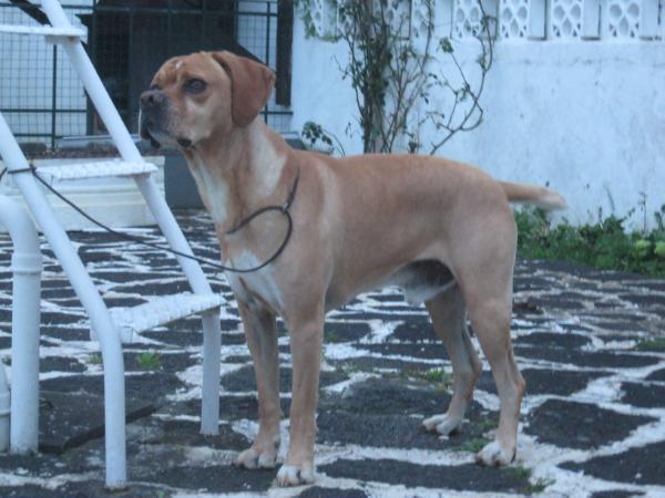 Foi Feitiço do Berço do Basalto | Portuguese Pointer 