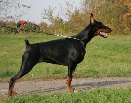 Modus Ost Onza de Oro | Black Doberman Pinscher