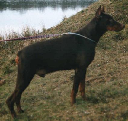 Folk-Land du Bois de Saint-Cyr | Brown Doberman Pinscher