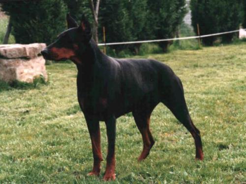 Jade de Clairamour | Black Doberman Pinscher