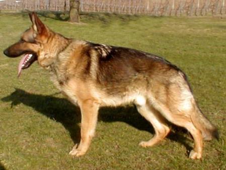 Ucas vom alten Wingertshaus | German Shepherd Dog 