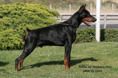 Nibbio del Diamante Nero | Black Doberman Pinscher