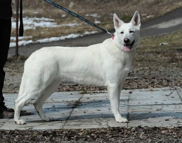 Eimy od Kunovského lesa | White Swiss Shepherd Dog 