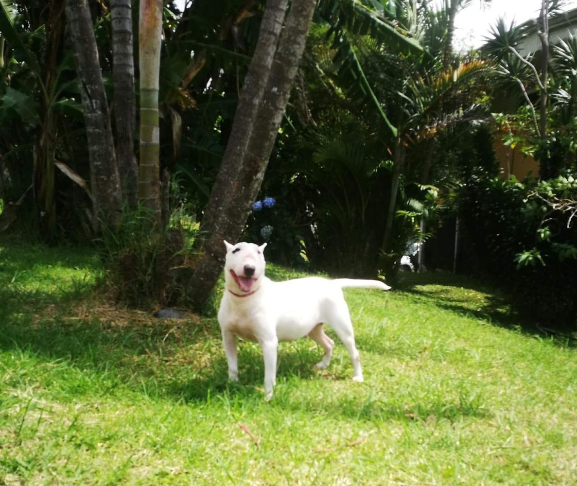 Mia Mia | Bull Terrier 