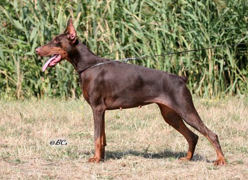 Itala di Perlanera | Brown Doberman Pinscher