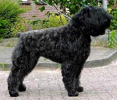 Amber Vanity v.d. Dambaernhoeve | Bouvier des Flandres 